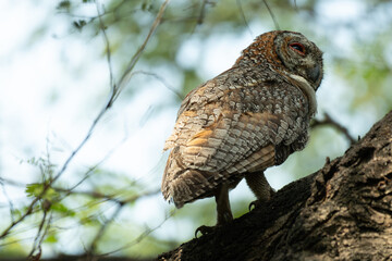 A detailed portrait of a Mottled wood owl resting on a textured tree branch. The nocturnal bird of prey is captured in its natural forest habitat, highlighting its camouflage and majestic presence.
