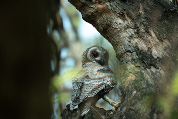 A Juvenile Mottled wood owl perched on a dry tree branch with background is blurred with tree and leaves.
