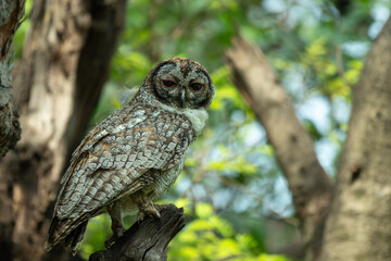 A detailed portrait of a Mottled wood owl resting on a textured tree branch. The nocturnal bird of prey is captured in its natural forest habitat, highlighting its camouflage and majestic presence.