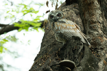 A Juvenile Mottled wood owl perched on a dry tree branch with background is blurred with tree and leaves.