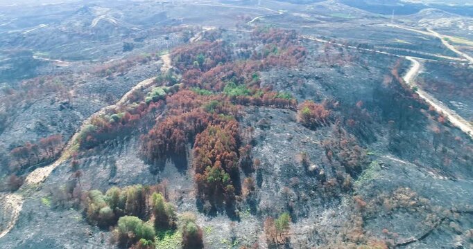 Aerial drone view of a destroyed forest showing scorched earth and burnt trees after a severe wildfire