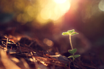 Fresh green sprout growing in the spring