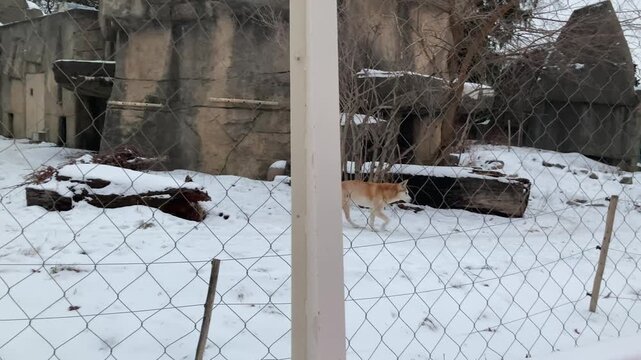 dingo at the zoo in winter