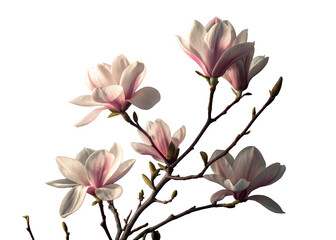Obraz premium Magnolia Flowers with transparent background