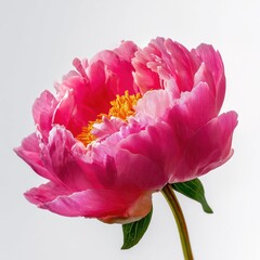 Beautiful Pink Peony Flower in Bloom