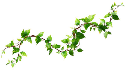 Winding Green Ivy Vine with Variegated Leaves on White Background