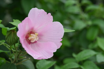 Obraz premium Pink hibiscus flower blooming on green bush close-up