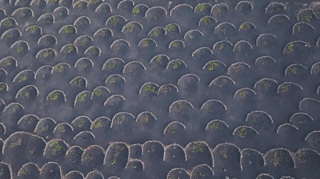 AERIAL TOP DOWN: Traditional Lanzarote vineyards, where grapevines are protected by semicircular stone walls on dark volcanic soil. Vine cultivation in harsh conditions with severe drought and wind.