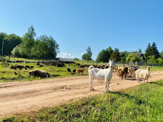 Pastoral scene with goats and sheep on a sunny day
Farm landscape featuring grazing goats and sheep
