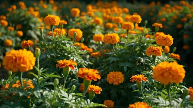 Vibrant Marigold Garden Blooming Brightly in Sunlight for Nature Enthusiasts