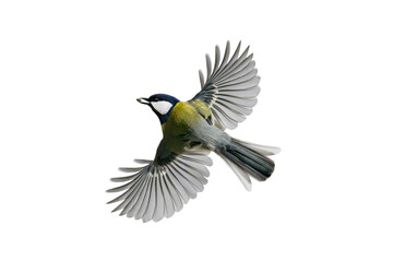 titmouse in flight with a seed in its beak isolated on a white background © fotomaster