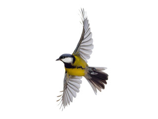Great tit in flight isolated on white background