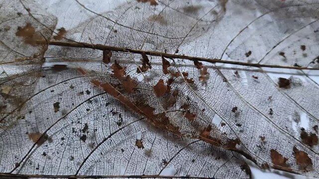 Skeleton Leaf Texture Background with Organic Veins and Natural Earthy Details