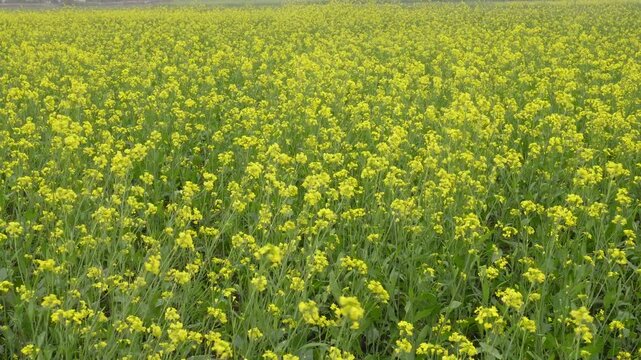 field of mustard plants in flower