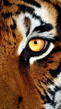 Close up of tiger face, showcasing fur pattern, eye, and distinctive black and white markings, creating an intimate portrait.