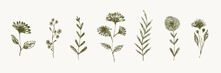 Set of delicate sketch engraved textured hand drawn dark green outline daisy flowers silhouettes. Vintage outline floral elements for women poster and greeting card design, banner, logo, sticker