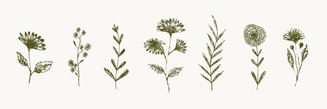 Set of delicate sketch engraved textured hand drawn dark green outline daisy flowers silhouettes. Vintage outline floral elements for women poster and greeting card design, banner, logo, sticker