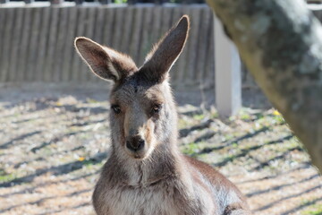 Fototapeta premium カンガルー