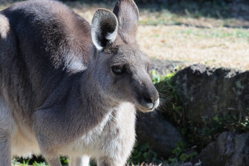 Fototapeta premium カンガルー
