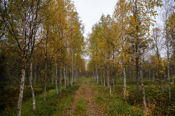 Obraz premium Autumn birch forest path with yellow leaves in Finnish Lapland