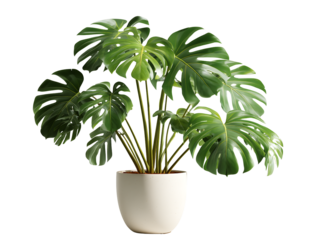 Potted plant on a transparent background