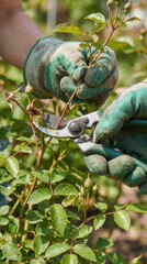 Gardener pruning rose bush with shears during spring gardening