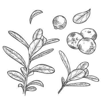 Hand drawn set of cranberry sketches with leaves and berries. Vector botanical illustration in graphic
