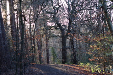 Fototapeta premium Path through a woodland in winter