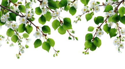 Delicate white blossoms and vibrant green leaves cascade from slender branches against a black background