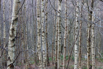 Obraz premium Silver birch tree trunks in a woodland