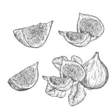 Hand drawn sketch figs black and white vector illustration on white background.