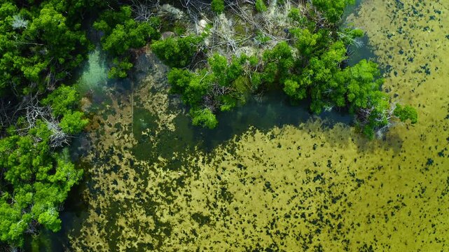 Dense green mangrove trees border shallow tidal water with sandy, patchy sediment and aquatic vegetation, creating a diverse coastal ecosystem in a natural environment.