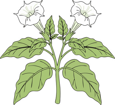 White Trumpet Flowers Datura Plant with Green Leaves Flat Line Vector