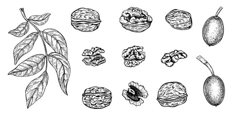 Walnuts set vector line ink illustration. Hand drawn leaf branch, ripening pods in shell, peeled nuts and open walnut kernel monochrome realistic graphic black and white sketch clip art.