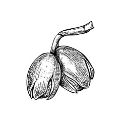 Two ripe walnuts on stem monochrome vector isolated illustration. Nuts in cracked peel black and white drawing. Autumn harvest of walnut for organic food packaging, poster