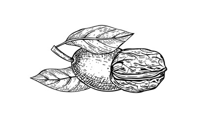 Walnut nuts in green peel and in textured brown shell vector black and white line ink illustration. Monochrome unpeeled pods etching drawing. Hand drawn organic healthy natural nut
