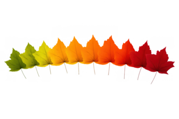 Maple leaves showing color changing gradient, autumn foliage transition from green to red, seasonal change