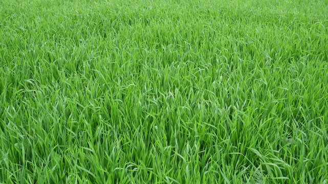 Young green wheat fields evoke spring growth