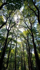Dense forest canopy filters sunlight, creating an ethereal atmosphere of many trees,  green,  nature