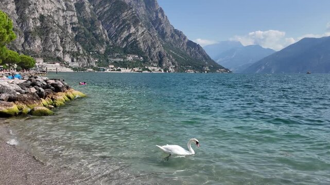 Swan floating on Lake Garda with Limone sul Garda and mountains in Italy - Tilt up view