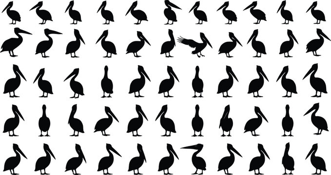  Pelican bird silhouette vector set with multiple standing walking poses coastal wildlife black icons