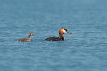 An adult great crested grebe (Podiceps cristatus) with a chick in its wake is filmed in the blue water of a lake.