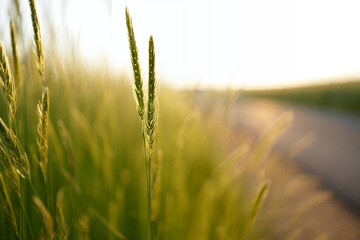 Golden wheat stalks swaying in the breeze beside a serene country road