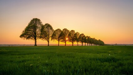 Serene landscape with trees at sunset in green grassy field