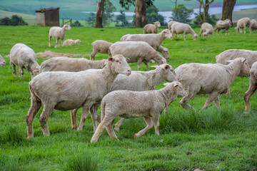 Obraz premium Merino sheep farm pasture land in midlands meander KZN South Africa