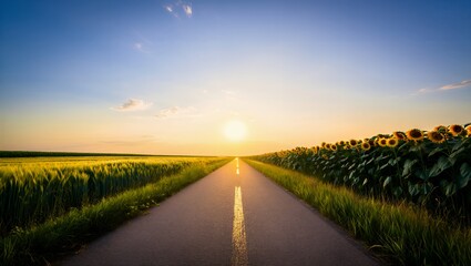 Sunflower fields line rural road at sunset with clear blue sky