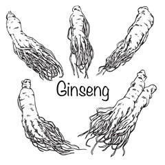 Set of hand drawn Ginseng root plant outline drawing illustration 