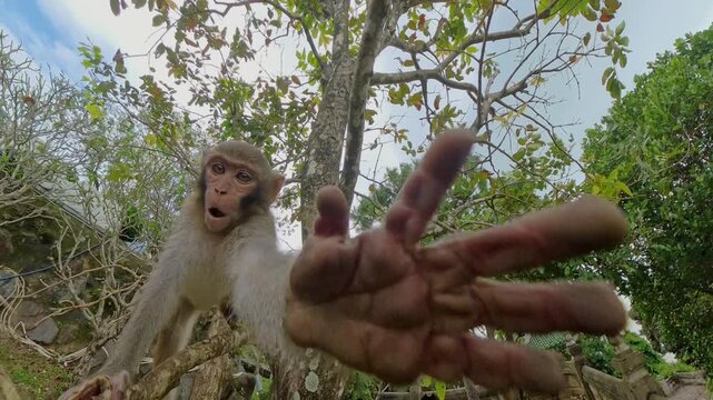 Monkey Jumping Toward Fruit Above Hooded Person in Pink Outfit Seen in Wide Angle Action Shot during Wildlife Interaction Concept