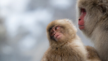 Snow monkey emotions and expressions © motoshi.0123