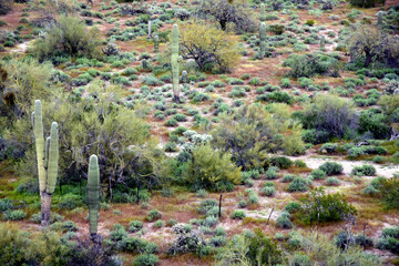 Landscape Sonoran Desert Arizona